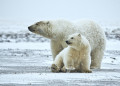 Ours polaire et son petit