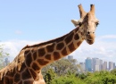 Girafe, Parc du zoo de Taronga, Sydney