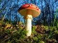Champignon Amanita Muscaria