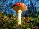 Champignon Amanita Muscaria