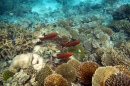 Plongée dans un jardin de coraux aux Maldives