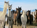 Ferme de Lonesome Stone Alpaca, Colorado