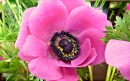 Anémone Rose Coronaria