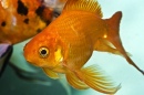 Portrait d'un poisson rouge