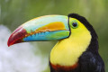 Un joli Toucan