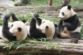 Pandas géants, Chengdu, Sichuan
