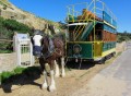 Cheval tirant un train au port Victor, Australie