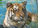 Tigre Amir profitant de la baignade