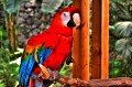 Perroquet du Parc animalier de Izmir