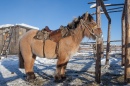Un cheval Yakutian