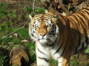 Tigre Sibérien