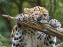Ce léopard aime vraiment sa branche