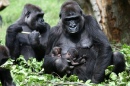 Jumeaux gorilles, Zoo de Burgers, Pays-Bas
