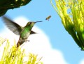 Colibri