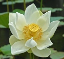 Fleur de lotus blanc à l'Ile Maurice