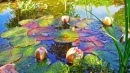 Lillypads colorés sur un étang