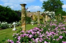 Jardins de Roses au château de Hever, Angleterre