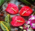 Orchidées et Anthuriums