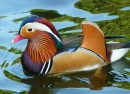 Canard Mandarin