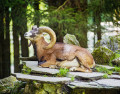 Mouflon couché