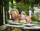 Mouflon couché