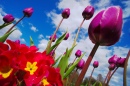 Tulipes dans le ciel