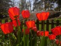 Tulipes rouges