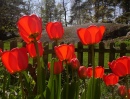 Tulipes rouges