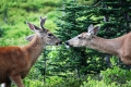 Cerf à Paradise, Parc National, Mont Rainier