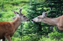 Cerf à Paradise, Parc National, Mont Rainier