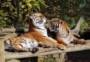 Tigres en plein jeu, Zoo de Dudley