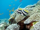 Plongée sous-marine en Nouvelle Calédonie