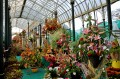 Show floral de Lalbagh