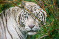 Tigre blanc