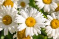 Marguerites à lumière du soleil