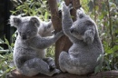 Un couple de Koala