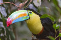 Un beau Toucan au zoo de Zürich