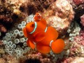 Un poisson-clown aux joues épineuses