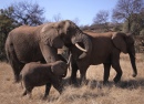 Éléphants à Glen Afric