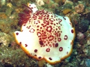 Chromodoris