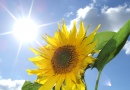 Tournesol au soleil