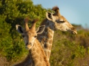 Portrait de Girafes, Cap de l'Est, Afrique du Sud