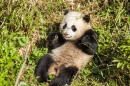 Le Panda Bao Bao au Zoo National