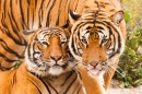 Tigres Malais au Zoo de Jacksonville
