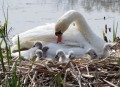 Une maman cygne prenant soin de ses petits