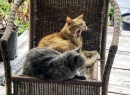 Des chats dans l'arrière-cour