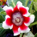 Dans mon jardin ce matin