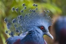 Pigeon à couronne Victoria