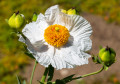 Matilija Poppy, Descanso Gardens, Los Angeles