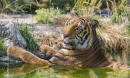 Tigre du Bengal prenant son bain